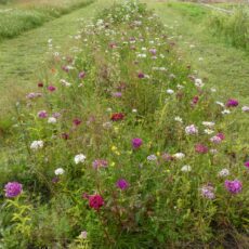 5060094342184 1 Wildflower Turf Native Enriched Turf 50 m2.jpg